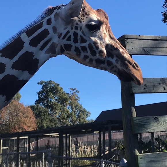 Meet your Posher, Donna - Picture 1 of 1